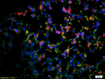 Anti-CD4 antibody used in IHC (Paraffin sections) (IHC-P). GTX04861