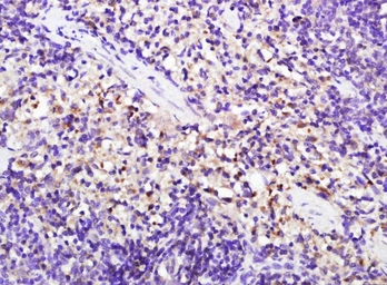 Anti-CD8 alpha antibody used in IHC (Paraffin sections) (IHC-P). GTX04862