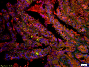 Anti-CD8 alpha antibody used in IHC (Paraffin sections) (IHC-P). GTX04862