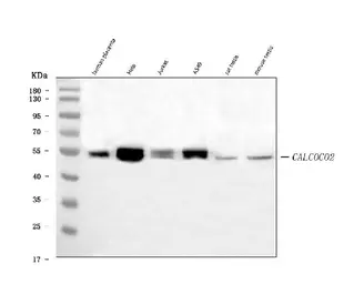 Anti-NDP52 antibody [9E2F2] used in Western Blot (WB). GTX04863