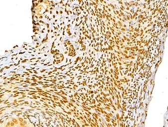 Anti-NUDT21 antibody used in IHC (Paraffin sections) (IHC-P). GTX04874