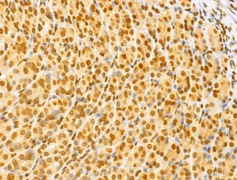 Anti-NUDT21 antibody used in IHC (Paraffin sections) (IHC-P). GTX04874