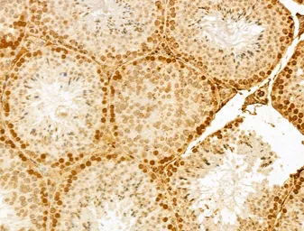 Anti-NUDT21 antibody used in IHC (Paraffin sections) (IHC-P). GTX04874