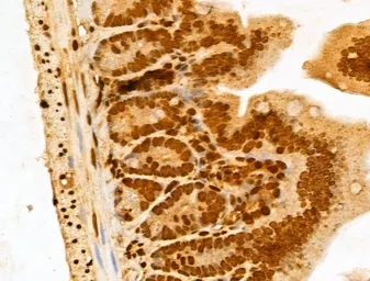 Anti-NUDT21 antibody used in IHC (Paraffin sections) (IHC-P). GTX04874