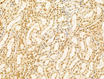 Anti-NUDT21 antibody used in IHC (Paraffin sections) (IHC-P). GTX04874