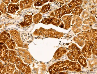 Anti-SLC22A8 antibody used in IHC (Paraffin sections) (IHC-P). GTX04875