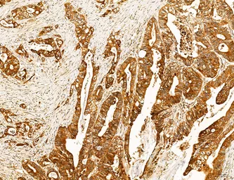 Anti-SLC22A8 antibody used in IHC (Paraffin sections) (IHC-P). GTX04875
