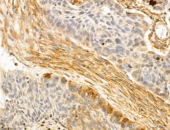 Anti-SLC22A8 antibody used in IHC (Paraffin sections) (IHC-P). GTX04875