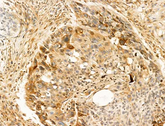 Anti-SLC22A8 antibody used in IHC (Paraffin sections) (IHC-P). GTX04875