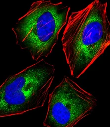 Anti-KLRC1 antibody used in Immunocytochemistry/ Immunofluorescence (ICC/IF). GTX04876