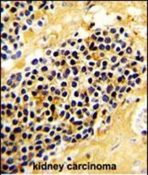 Anti-KLRC1 antibody used in IHC (Paraffin sections) (IHC-P). GTX04876