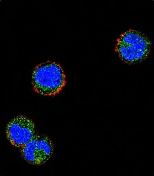 Anti-KLRC1 antibody used in Immunocytochemistry/ Immunofluorescence (ICC/IF). GTX04877