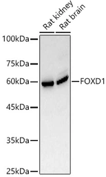 Anti-FOXD1 antibody used in Western Blot (WB). GTX04879