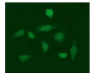 Anti-beta-Gal antibody [OTI10B2] used in Immunocytochemistry/ Immunofluorescence (ICC/IF). GTX04881