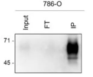 Anti-CD317 antibody [Mab-C48] used in Immunoprecipitation (IP). GTX04888