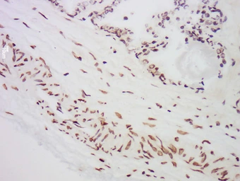 Anti-MST1 antibody used in IHC (Paraffin sections) (IHC-P). GTX04891