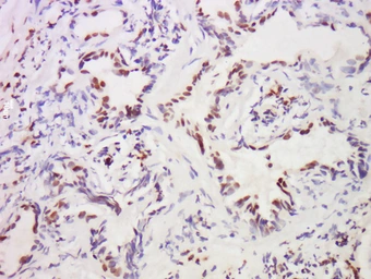 Anti-MST1 antibody used in IHC (Paraffin sections) (IHC-P). GTX04891