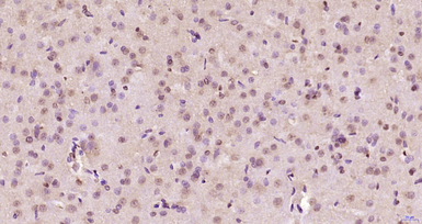 Anti-AHNAK2 antibody used in IHC (Paraffin sections) (IHC-P). GTX04899