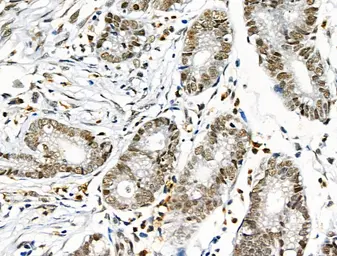 Anti-ELF4 antibody used in IHC (Paraffin sections) (IHC-P). GTX04903