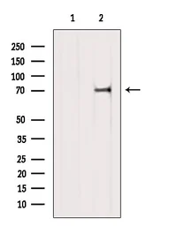 Anti-GAS2L1 antibody used in Western Blot (WB). GTX04905