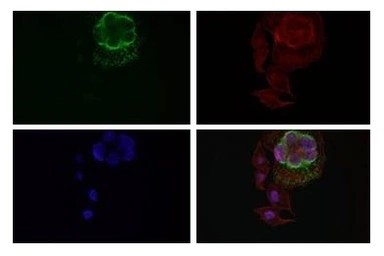 Anti-xCT / SLC7A11 antibody [ACGI-19] used in Immunocytochemistry/ Immunofluorescence (ICC/IF). GTX04907