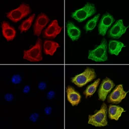 Anti-Caspase 3 antibody used in Immunocytochemistry/ Immunofluorescence (ICC/IF). GTX04908