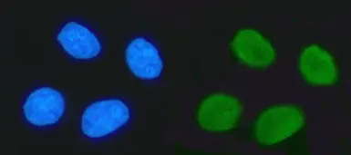 Anti-TIF1 alpha antibody [4G6C2] used in Immunocytochemistry/ Immunofluorescence (ICC/IF). GTX04912