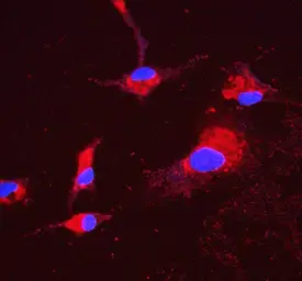 Anti-ATP5H antibody [6B12] used in Immunocytochemistry/ Immunofluorescence (ICC/IF). GTX04924
