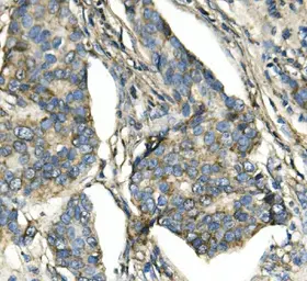 Anti-ATP5H antibody [6B12] used in IHC (Paraffin sections) (IHC-P). GTX04924