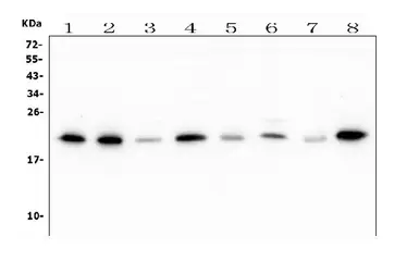 Anti-ATP5H antibody [6B12] used in Western Blot (WB). GTX04924