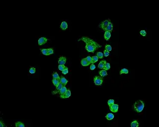 Anti-ATP5H antibody used in Immunocytochemistry/ Immunofluorescence (ICC/IF). GTX04925