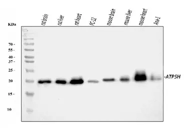 Anti-ATP5H antibody used in Western Blot (WB). GTX04925