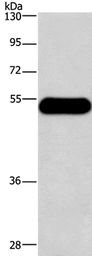 Anti-Histamine H3 Receptor antibody used in Western Blot (WB). GTX04933