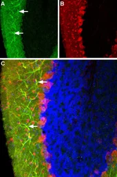Anti-Histamine H3 Receptor antibody used in IHC (Frozen sections) (IHC-Fr). GTX04934