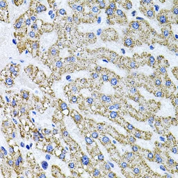 Anti-SDC2 antibody used in IHC (Paraffin sections) (IHC-P). GTX04944