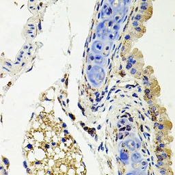 Anti-SDC2 antibody used in IHC (Paraffin sections) (IHC-P). GTX04944