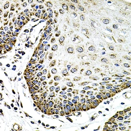Anti-SDC2 antibody used in IHC (Paraffin sections) (IHC-P). GTX04944