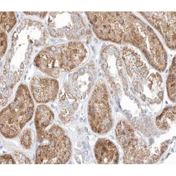 Anti-Midline-1 antibody used in IHC (Paraffin sections) (IHC-P). GTX04955