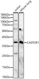 Anti-GATSL3 antibody used in Western Blot (WB). GTX04958