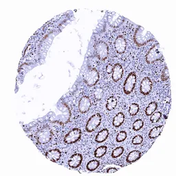 Anti-MCM2 antibody [MSVA-502R] HistoMAX&trade; used in IHC (Paraffin sections) (IHC-P). GTX04968