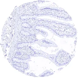 Anti-MYH7 antibody [MSVA-464M] HistoMAX&trade; used in IHC (Paraffin sections) (IHC-P). GTX04970
