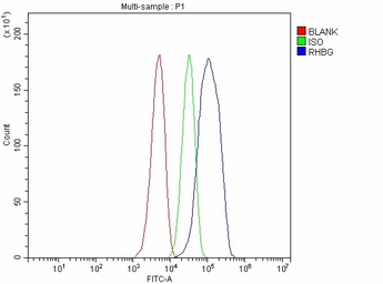 Anti-RHBG antibody used in Flow cytometry (FCM). GTX04977