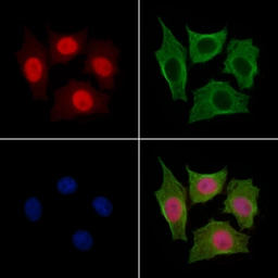 Anti-Anillin antibody used in Immunocytochemistry/ Immunofluorescence (ICC/IF). GTX04983