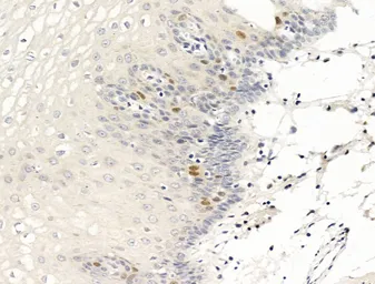 Anti-Anillin antibody used in IHC (Paraffin sections) (IHC-P). GTX04983