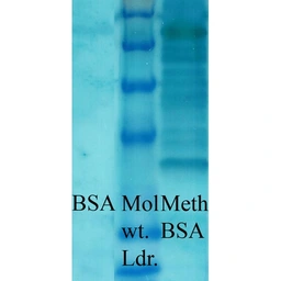 Anti-Methylated Lysine antibody used in Western Blot (WB). GTX04989