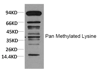 Anti-Methylated Lysine antibody [SR4513] used in Western Blot (WB). GTX04990