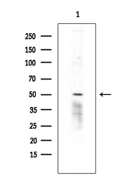 Anti-5-HT2C receptor antibody used in Western Blot (WB). GTX04991