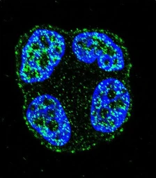 Anti-SCUBE2 antibody used in Immunocytochemistry/ Immunofluorescence (ICC/IF). GTX04992
