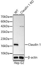 Anti-Claudin 1 antibody [ARC54475] used in Western Blot (WB). GTX04993