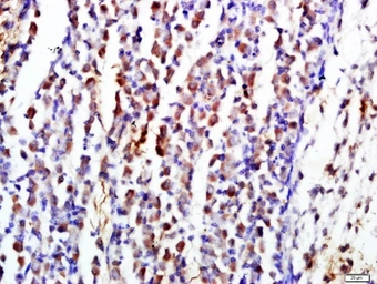 Anti-CD19 antibody used in IHC (Paraffin sections) (IHC-P). GTX04994